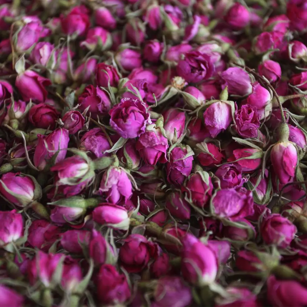 غنچه گل محمدی